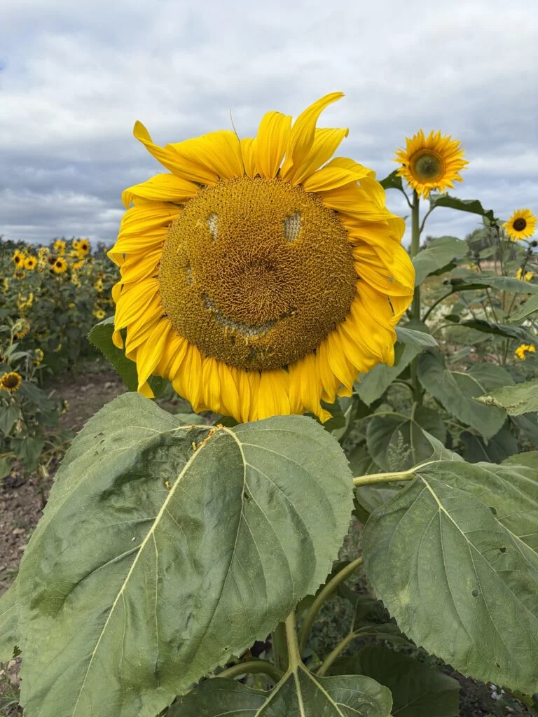 Sunflower in bloom